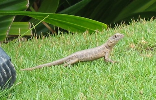 2002_12_25 111 Small.jpg, 1/17/2003, 66 kB